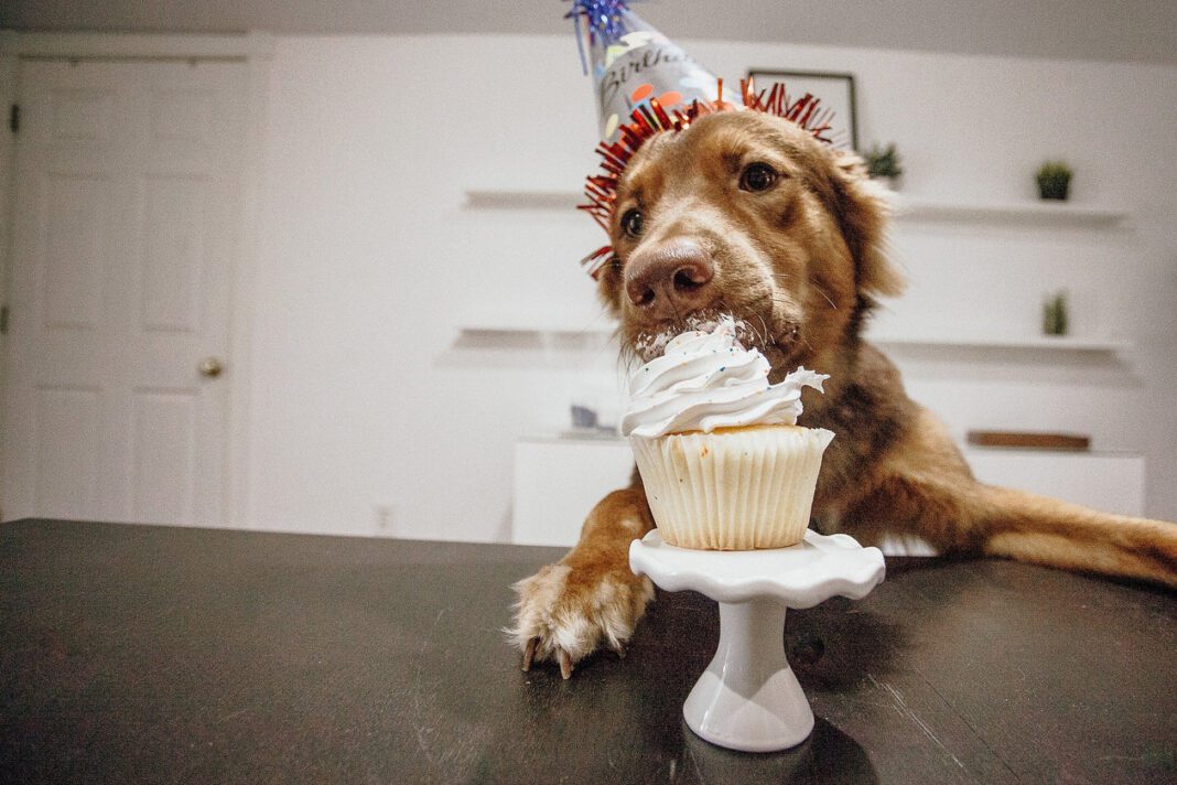 Fun Ways To Celebrate Your Pet's Birthday