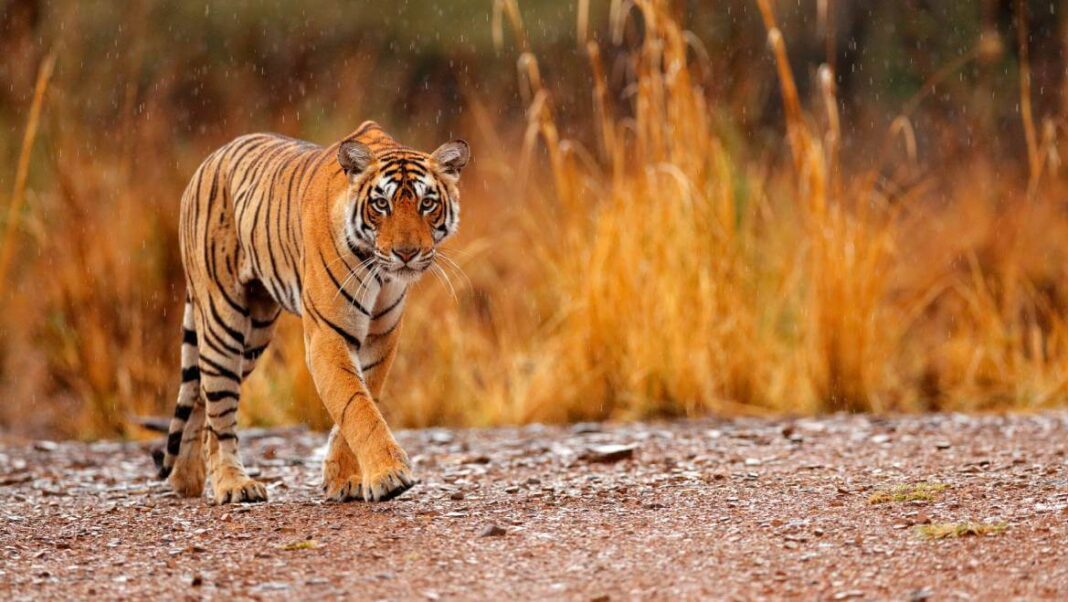 Best Tiger Reserves In India You Must Visit