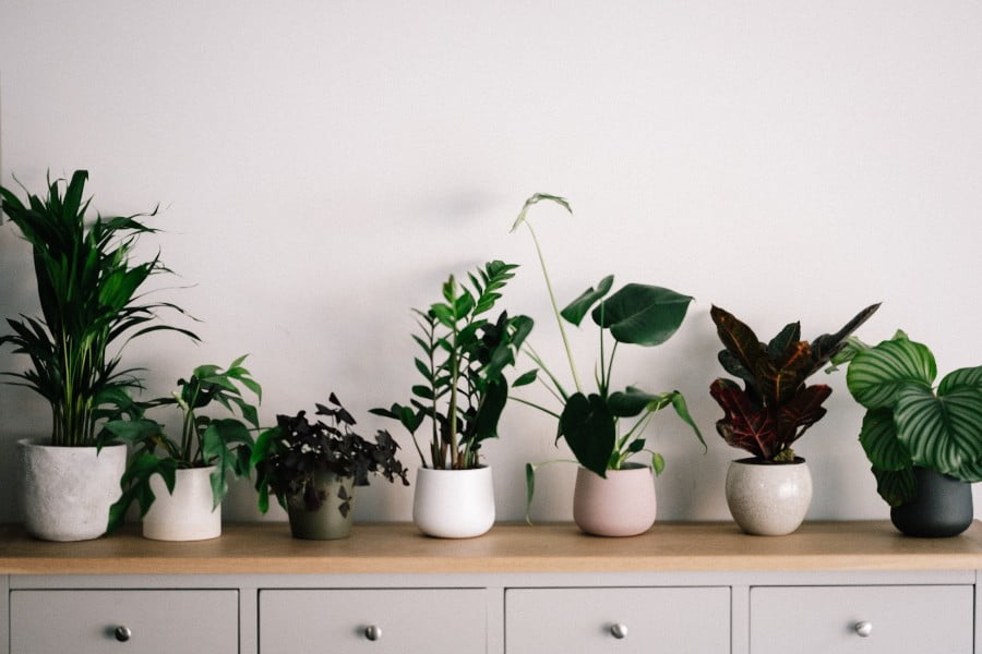 Indoor plants