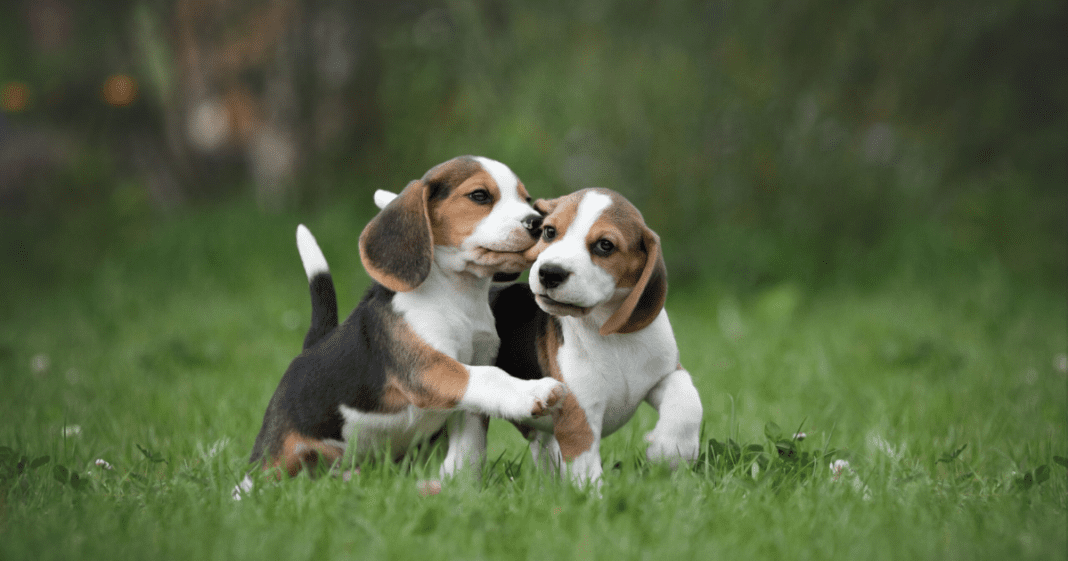 Benefits of Having Dog Sibling